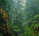 Pixel Rainforest
