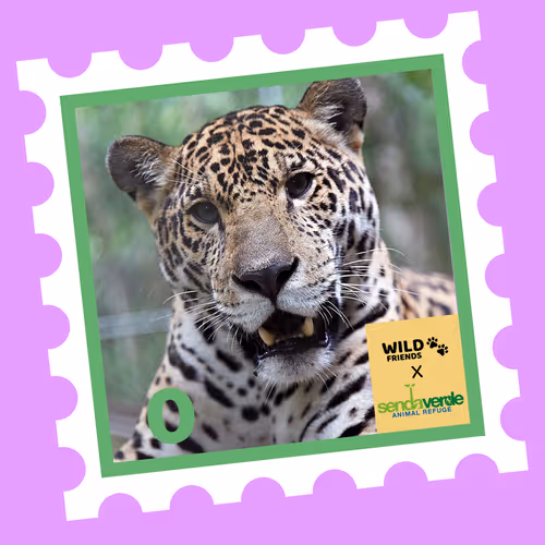 Wild Friends: Mijungla #0