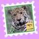 Wild Friends: Mijungla #0