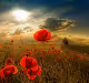 Poppy flower V2