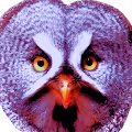 Birds fantasy