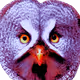 Birds fantasy