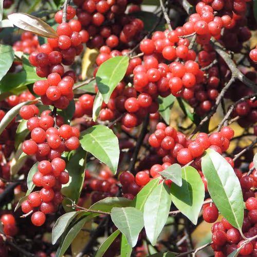 Japanese silverberry