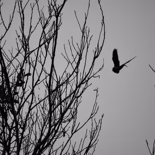 LOST IN LENS (WOODS)