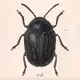 Crypto Bugs Insect