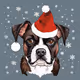 Tora Christmas 2023