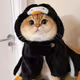 Nice cat
