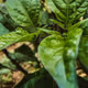 PLANT.z