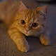 Special Cat Uni