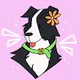 Doodle Collies