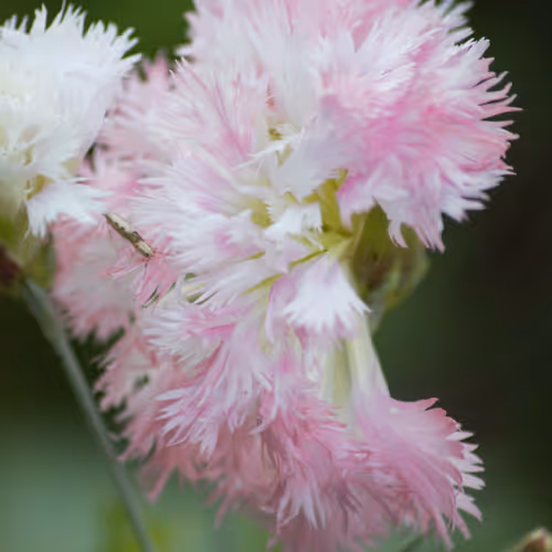 The beauty of Nature