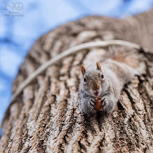 Squirrels of New York - Polygon