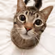 Freyais