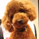 Haru_Crypto1