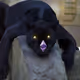 jagleon