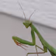 MantysShrymp