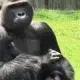munkyyy