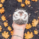 Grisha___ch