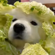 土狗总管在此.eth