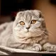 SideEff