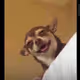 bigggggysmalls