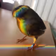 BirdsOfParadise