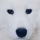 Samoyed_meme