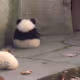 FatKoalabear