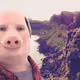 johnpork69