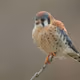 PercyPeezy