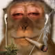 PeacefulRebel1
