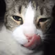 poopcatnet