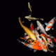 0x0392c0693035efed7a49476c770a929dcd3b87b2