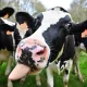 DairyTrader