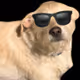 Skre_dawg