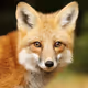 Fox_y