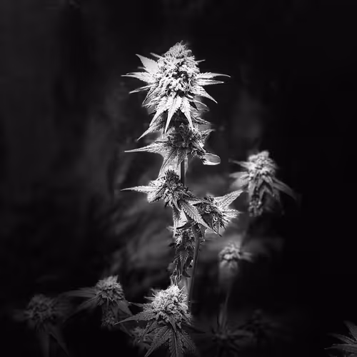 OpenSea profile picture for @Medicinal