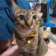 thecatskingdom