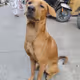 CaramelDogo
