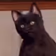 Nbsq