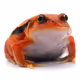 JoeyFysh