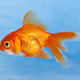 fishseeg