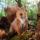 RedSquirrel22