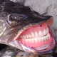 FISHERFRANKS