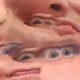 aulerius