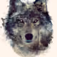 Wildwolfgirl626