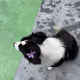 Tinabadger