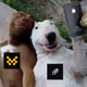 neverbepussy