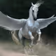 Pegasusqnz