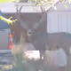 garbagebear13